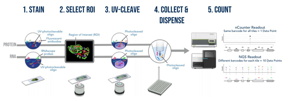 Steps 1. Stain 2. Select ROI 3. UV-Cleave 4. Collect and Dispense 5. Count shown in a timeline manner. There are illustrations of the process